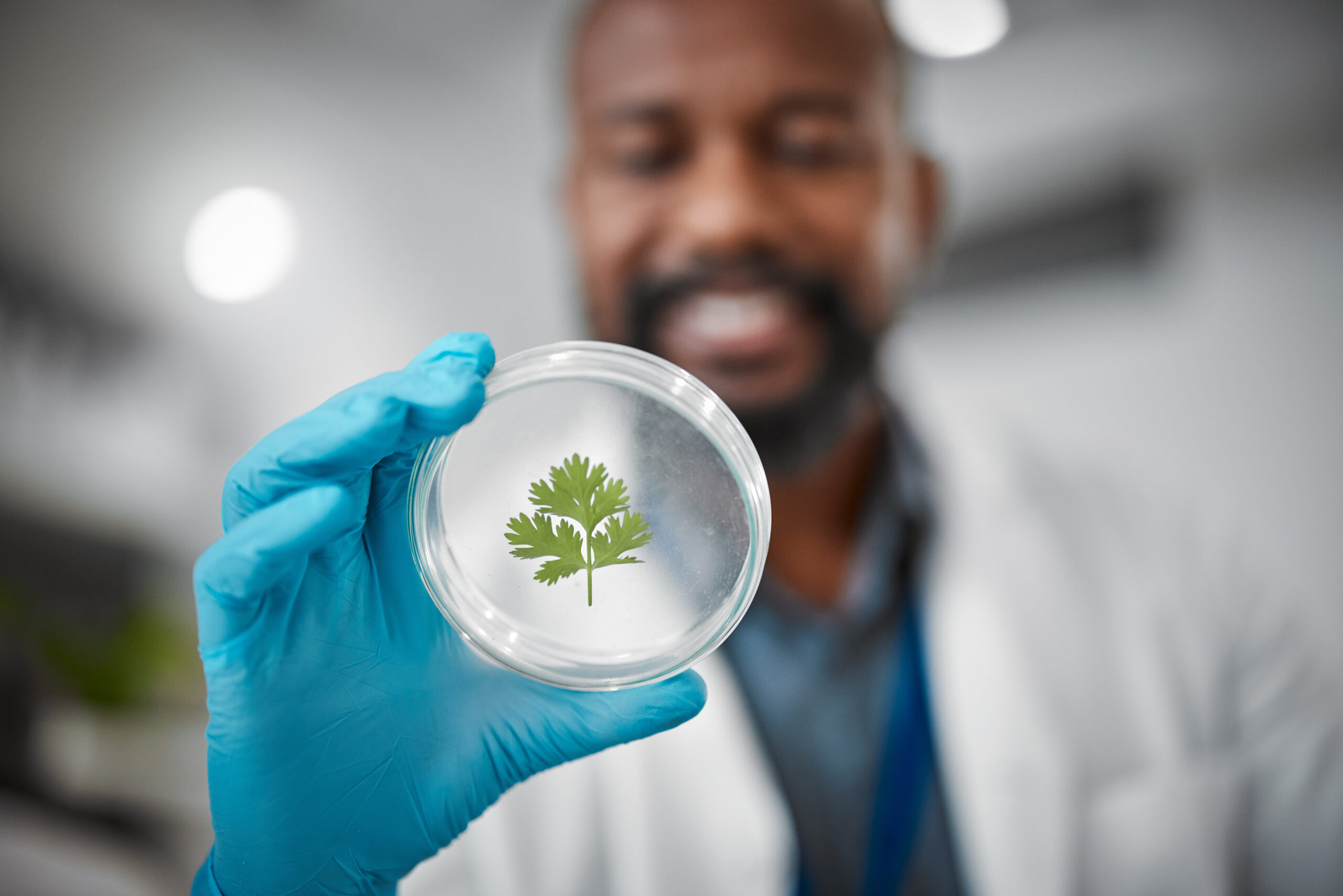 Laboratory, petri dish or hands with leaf sample in medical engineering, gmo food analytics or farm.